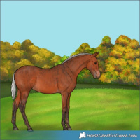 Horse Color:Bay  and Silver Bay 
