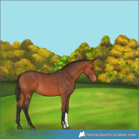 Horse Color:Bay Tobiano 