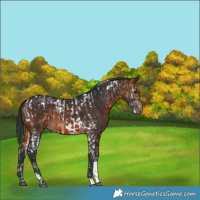 Horse Color:Bay Dun Splash Tobiano and Brown Tobiano