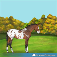 Horse Color:Bay Splash Blanket 