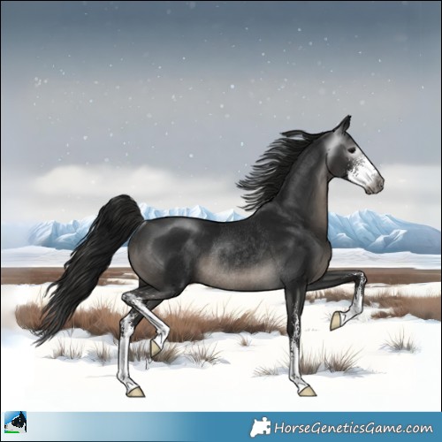 Horse Color:Gray Black Sabino Rabicano