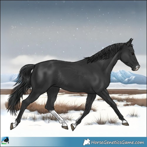 Horse Color:Black Sabino Rabicano