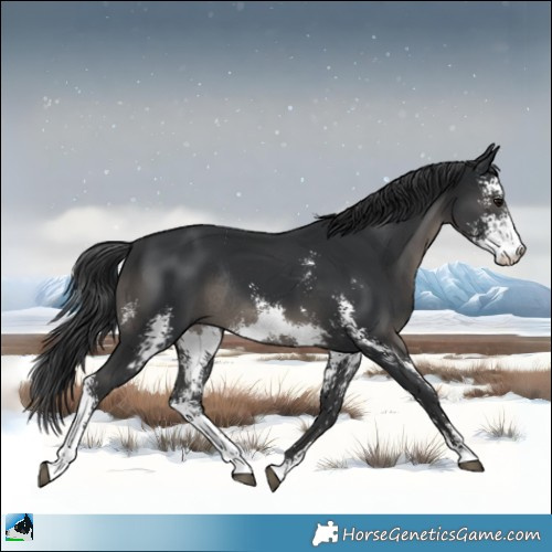 Horse Color:Black Sabino Rabicano