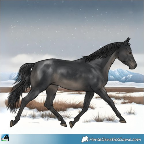Horse Color:Black 