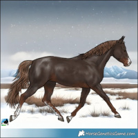 Horse Color:Liver Chestnut Sabino Rabicano 
