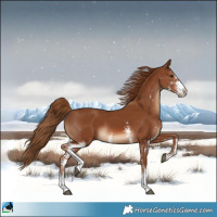Horse Color:Chestnut Sabino Rabicano 
