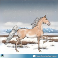 Horse Color:Silver Classic Champagne Rabicano 