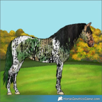 Horse Color:Void Watercolor Bay Dun Tobiano Near Leopard  and Bay Dun Tobiano 