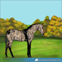 Horse Color:Void Watercolor White Spotted Bay Dun  and Void Bay Dun Tobiano 