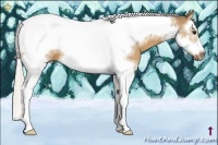 Horse Color:Silver Bay Dun Sabino Splash Tobiano Frame 