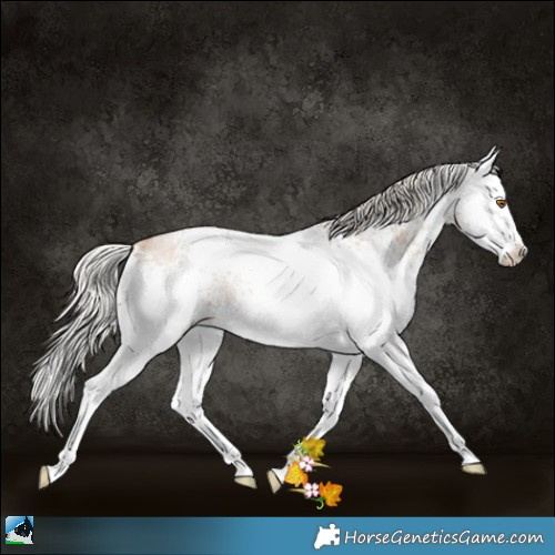 Horse Color:White Spotted Silver Blue Roan Pearl Splash Rabicano 