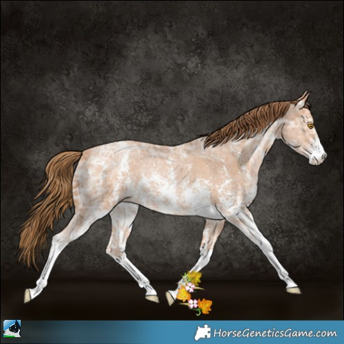 Horse Color:Bay Ice Pearl Sabino