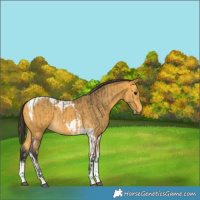 Horse Color:Buckskin Sabino Tobiano  and Buckskin Tobiano 