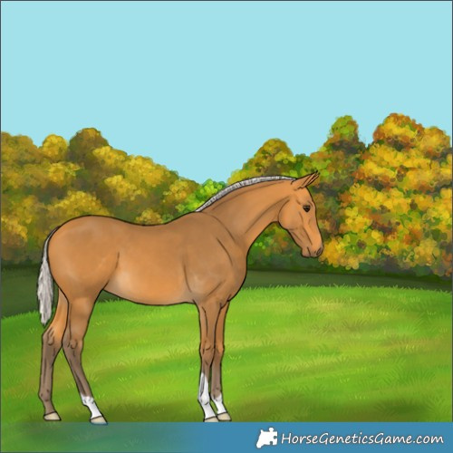 Horse Color:Silver Buckskin 