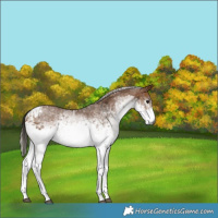 Horse Color:Gray White Spotted Buckskin Tobiano  and White Spotted Silver Black Tobiano 