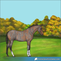 Horse Color:Bay Tobiano  and Smoky Blue Roan Tobiano 