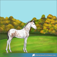 Horse Color:Bay Splash Tobiano  and White Spotted Bay Splash Tobiano 