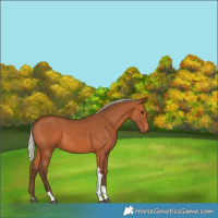 Horse Color:Silver Bay Tobiano 