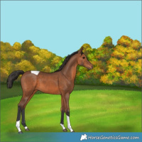Horse Color:Bay Tobiano 