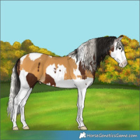 Horse Color:Silver Buckskin Splash and Gray Bay Splash Tobiano