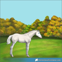 Horse Color:Silver Perlino Dun Splash 