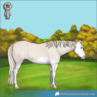 Horse Color:Smoky Creme Dun Splash