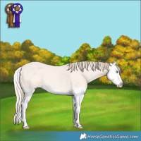 Horse Color:Perlino Dun Splash
