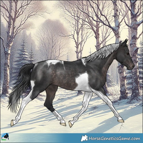 Horse Color:Platinum Brown Tobiano Rabicano 