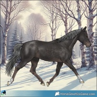 Horse Color:Platinum Liver Chestnut 