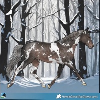 Horse Color:Platinum White Spotted Liver Chestnut 