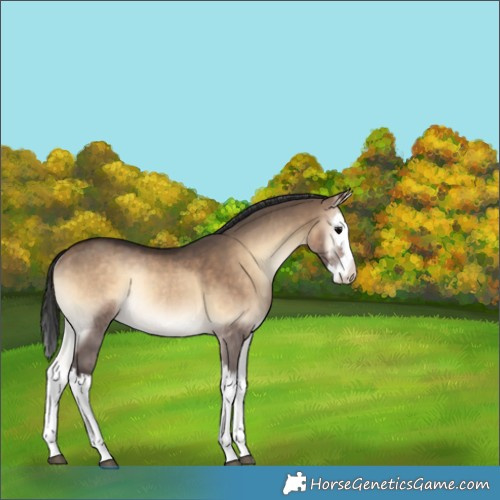 Horse Color:Brown Onyx Splash Rabicano