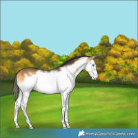 Horse Color:Buckskin Onyx Splash Frame Rabicano 