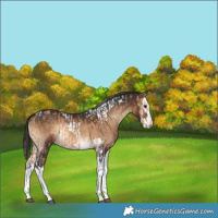 Horse Color:Bay Dun Tobiano and Brown Onyx Splash Rabicano