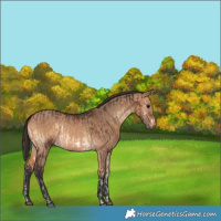 Horse Color:Brown Onyx Frame Rabicano  and Bay Dun 