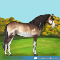 Horse Color:Bay Onyx Splash Frame Rabicano  and Brown Onyx Frame Rabicano 