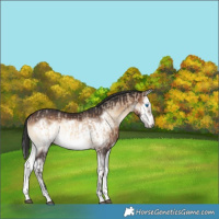 Horse Color:Brown Onyx Frame Rabicano  and Brown Onyx Splash Frame Rabicano 