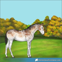 Horse Color:Gray White Spotted Brown Onyx Frame Rabicano  and White Spotted Brown Onyx Frame Rabicano 