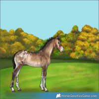 Horse Color:Bay Dun Tobiano  and Brown Onyx Blanket Rabicano 