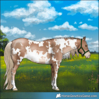Horse Color:White Spotted Liver Chestnut Pearl 