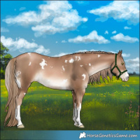 Horse Color:White Spotted Liver Chestnut Pearl Rabicano 