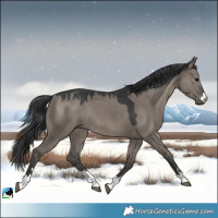 Horse Color:Grullo Rabicano
