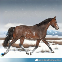 Horse Color:Bay Sabino Rabicano 
