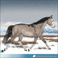 Horse Color:Brown Dun Mushroom Splash Rabicano 