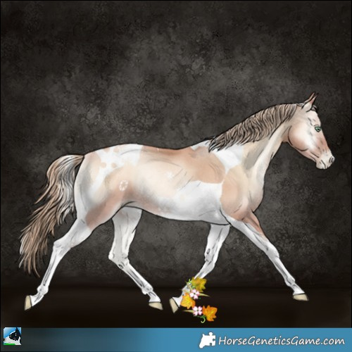 Horse Color:Gold Champagne Pearl Onyx Tobiano Rabicano