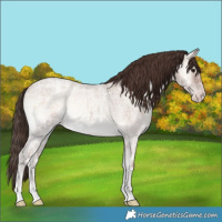 Horse Color:Classic Champagne Ice Roan Onyx 