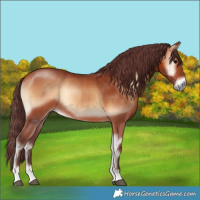 Horse Color:Chocolate Bay Onyx
