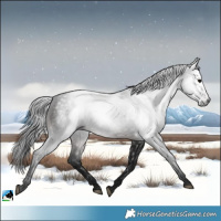Horse Color:Gray Brown Rabicano 