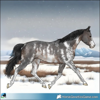 Horse Color:Brown Sabino Rabicano 