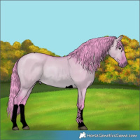 Horse Color:Void Watercolor Bay Dun Sabino Tobiano