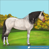 Horse Color:Bay Roan Dun Tobiano 